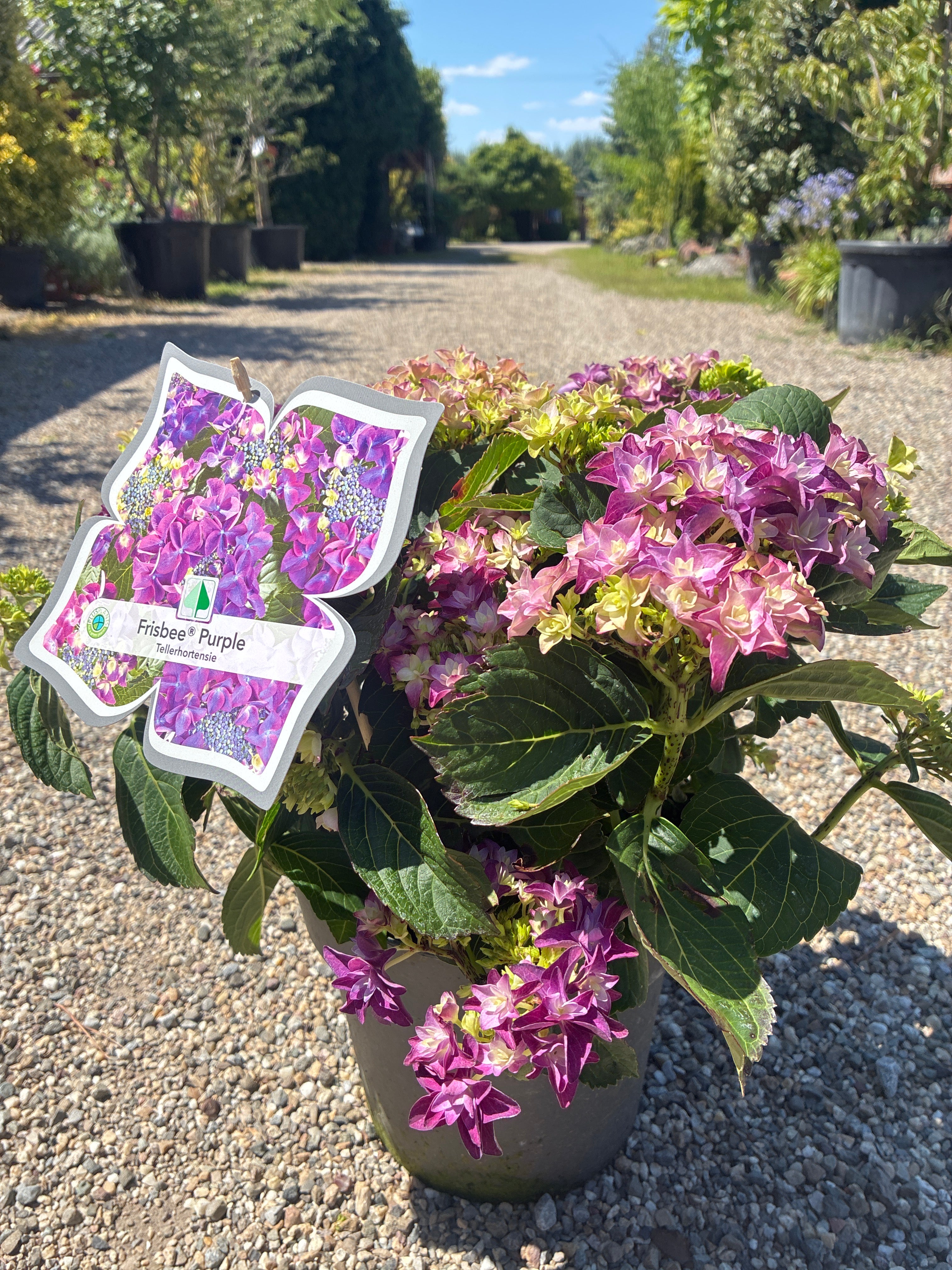 Tellerhortensie / Hydrangea macrophylla 'Frisbee' ®
